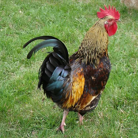 Bilkarskata Kashta 招待所 *