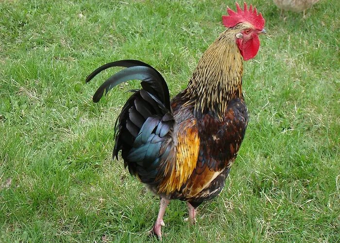 Bilkarskata Kashta 招待所 *